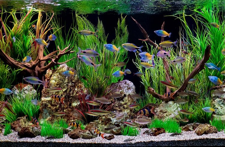 Akvaryum Balığı Üreterek Para Kazanmak