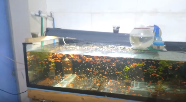 Akvaryum Balığı Üreterek Para Kazanmak