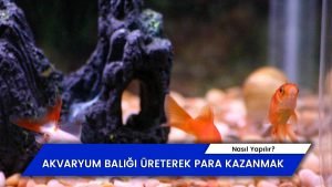 Akvaryum Balığı Üreterek Para Kazanmak