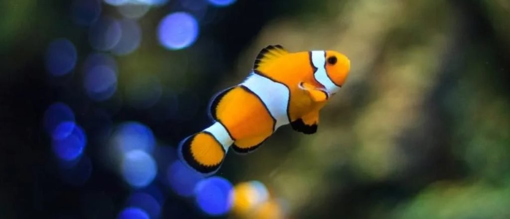 Akvaryum Balığı Yetiştiriciliği